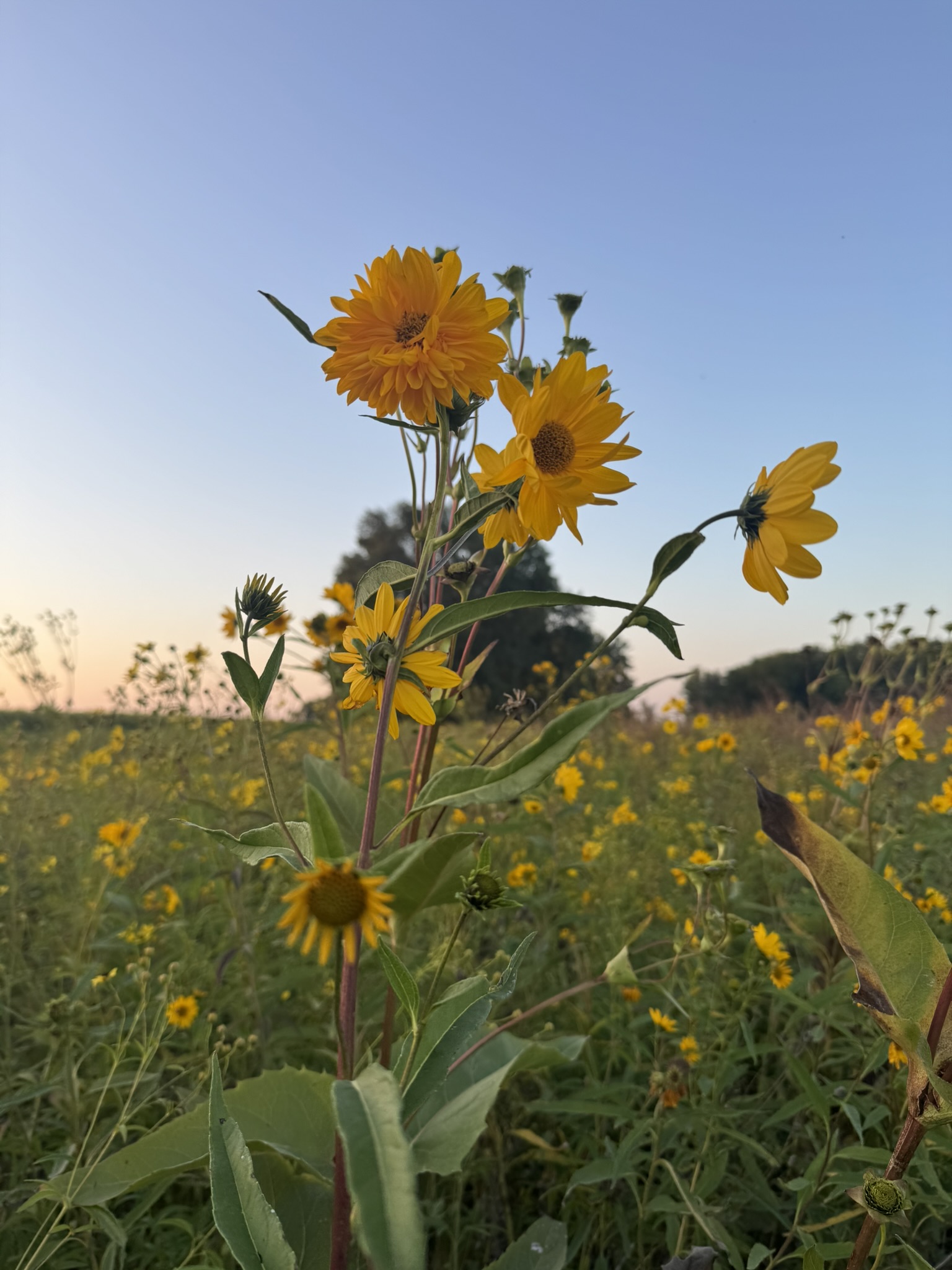 Matt's Tempo Document